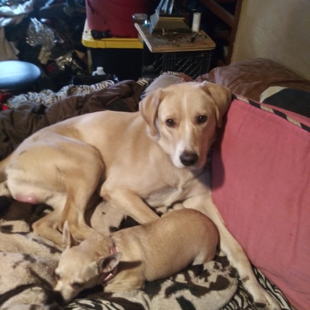 Meet your Posher, Sega